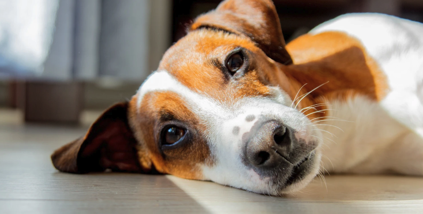 Tick Diseases in Dogs: Symptoms, Testing, & Treatment