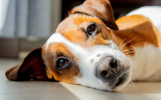 Tick Diseases in Dogs: Symptoms, Testing, & Treatment