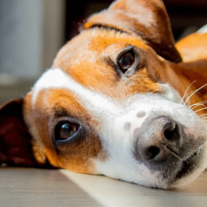 Tick Diseases in Dogs: Symptoms, Testing, & Treatment