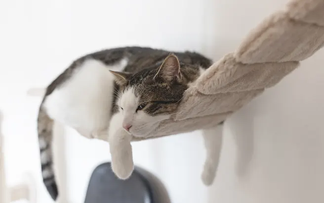 Why Is My Cat Throwing Up and What to Do