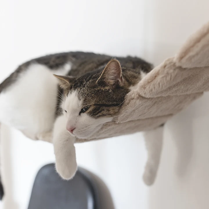 Why Is My Cat Throwing Up and What to Do