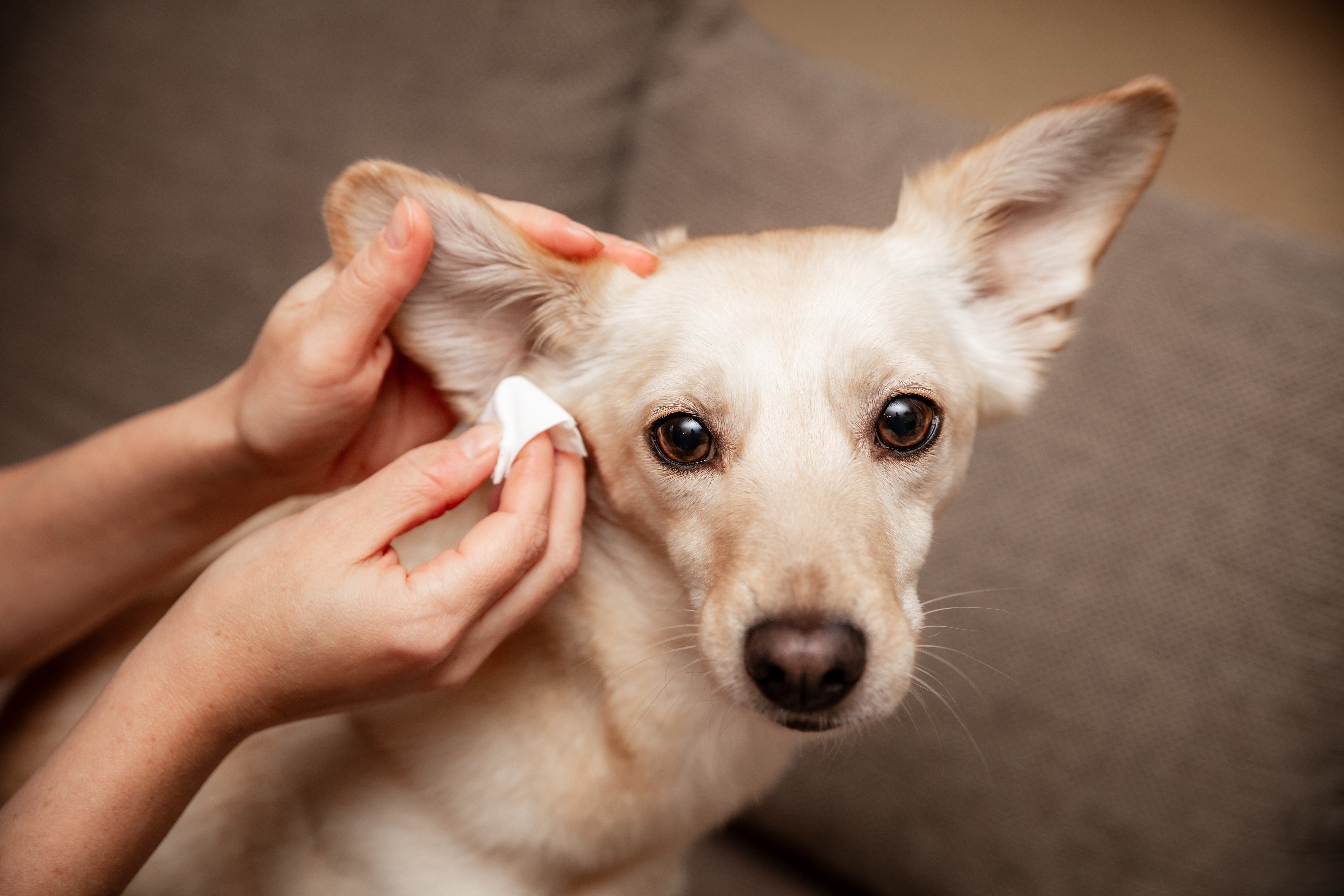 Natural Solutions for Dog Ear Mites 