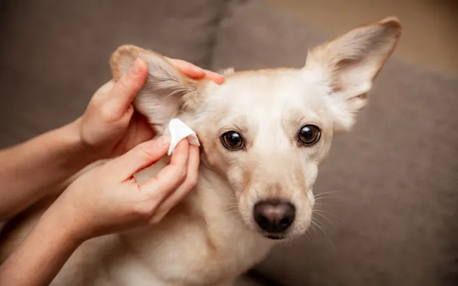 Natural Solutions for Dog Ear Mites