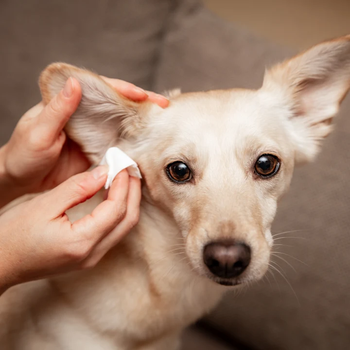 Natural Solutions for Dog Ear Mites