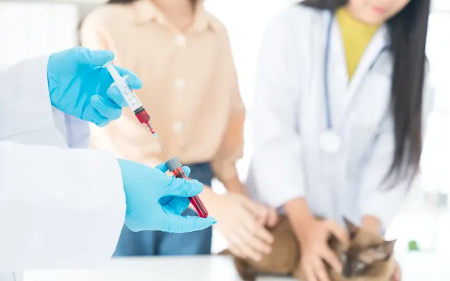 Easy, early testing can save your pet’s life