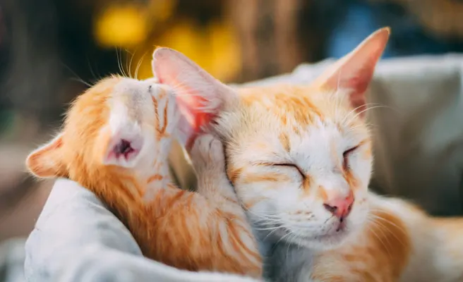 How to Check for Ear Mites in Cats