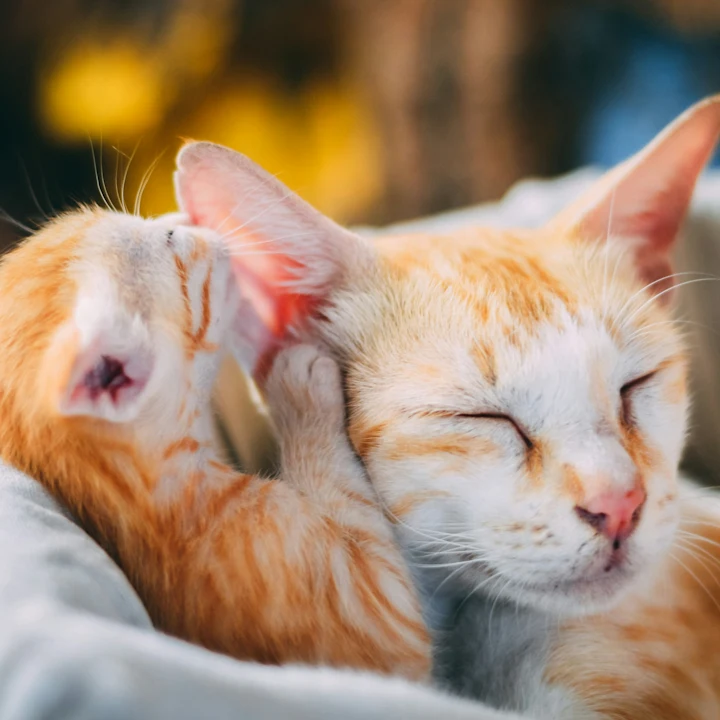 How to Check for Ear Mites in Cats