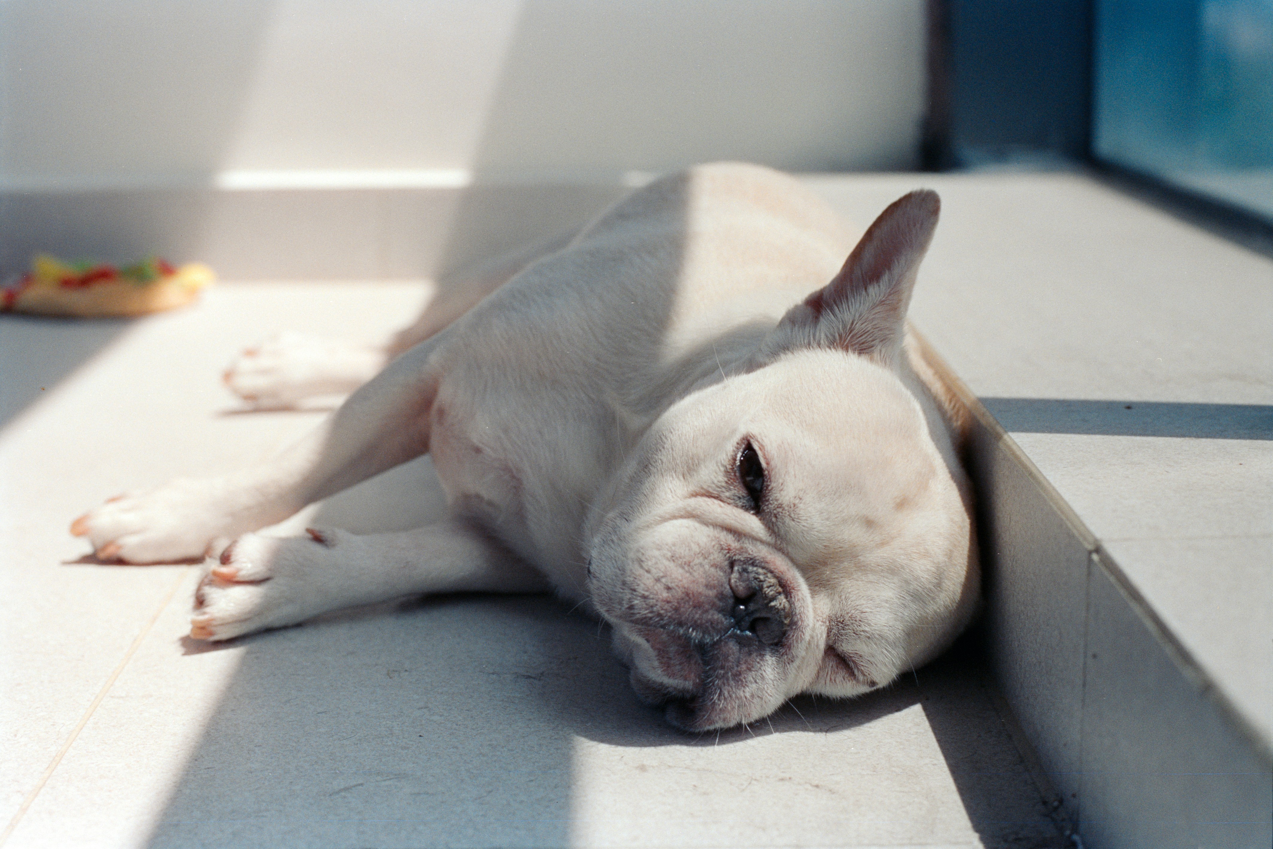 Dog Heat Rash Treatment & Prevention Guide | Petfolk