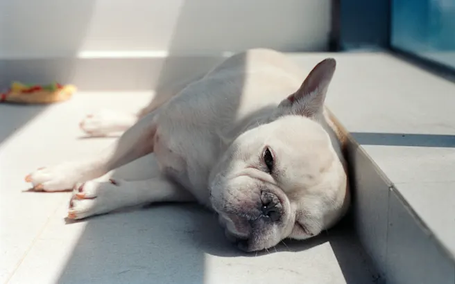 Dog Heat Rash Treatment & Prevention Guide | Petfolk