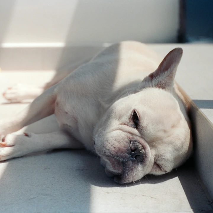 Dog Heat Rash Treatment & Prevention Guide | Petfolk