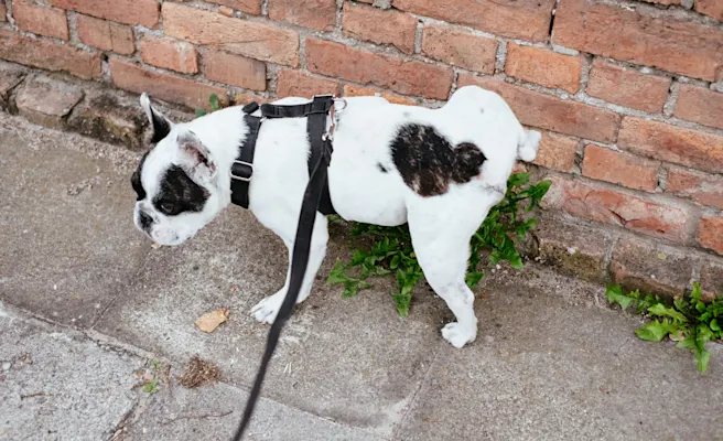 Dog Peeing Blood but Acting Normal