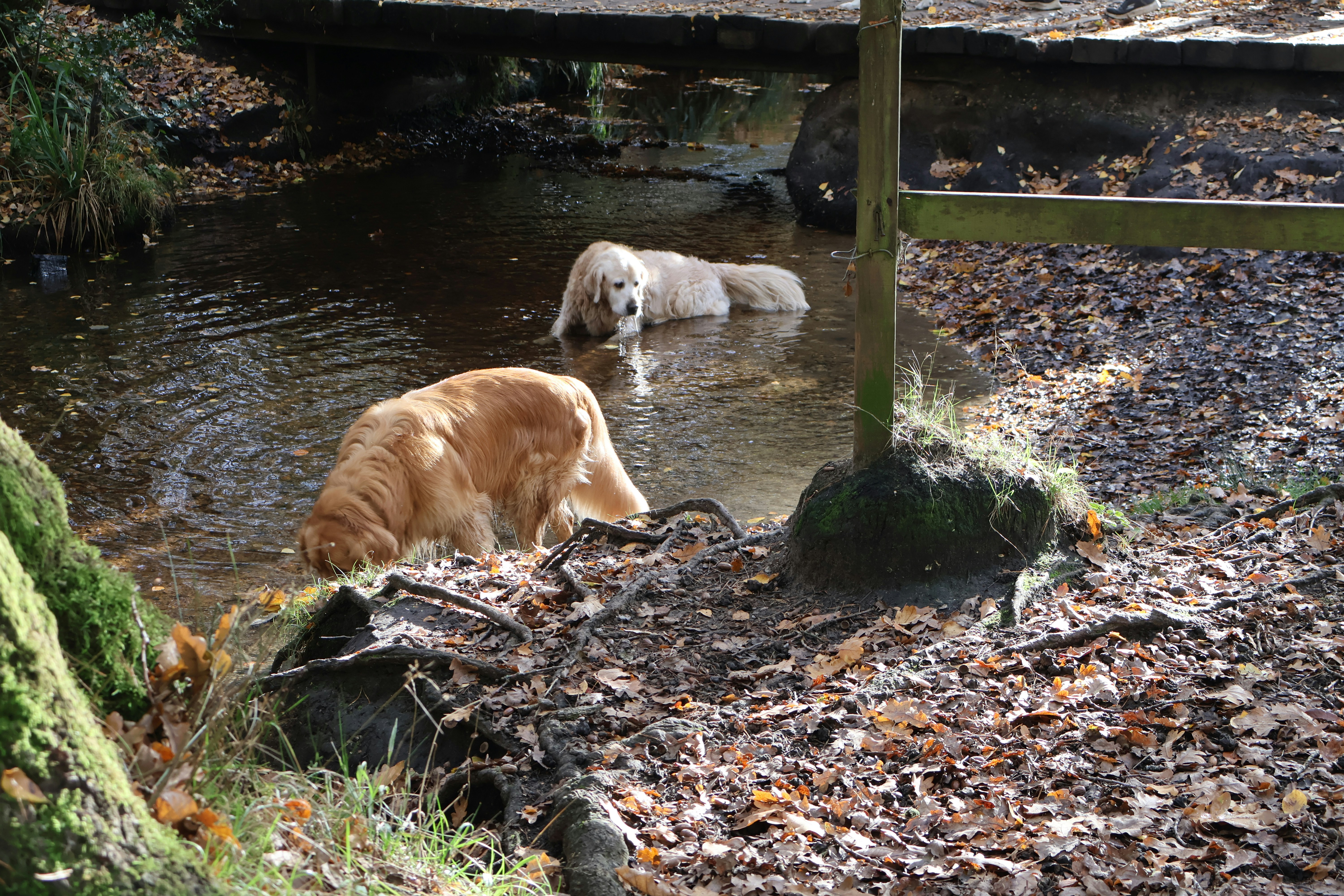  How to Handle Dog Giardia with Veterinary Help | Petfolk