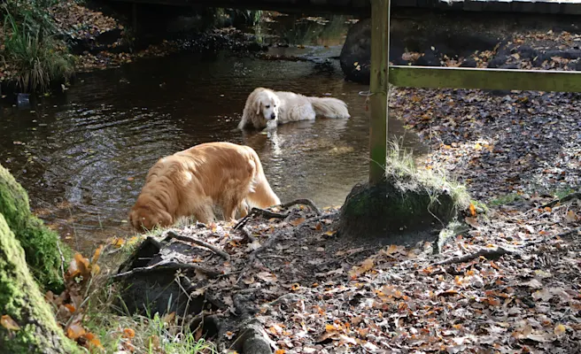 How to Handle Dog Giardia with Veterinary Help | Petfolk