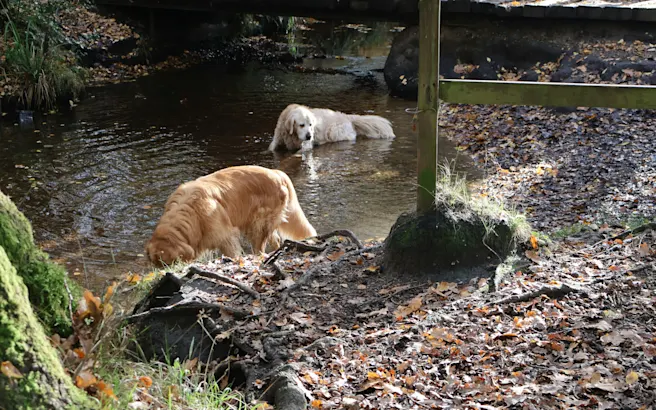 How to Handle Dog Giardia with Veterinary Help | Petfolk