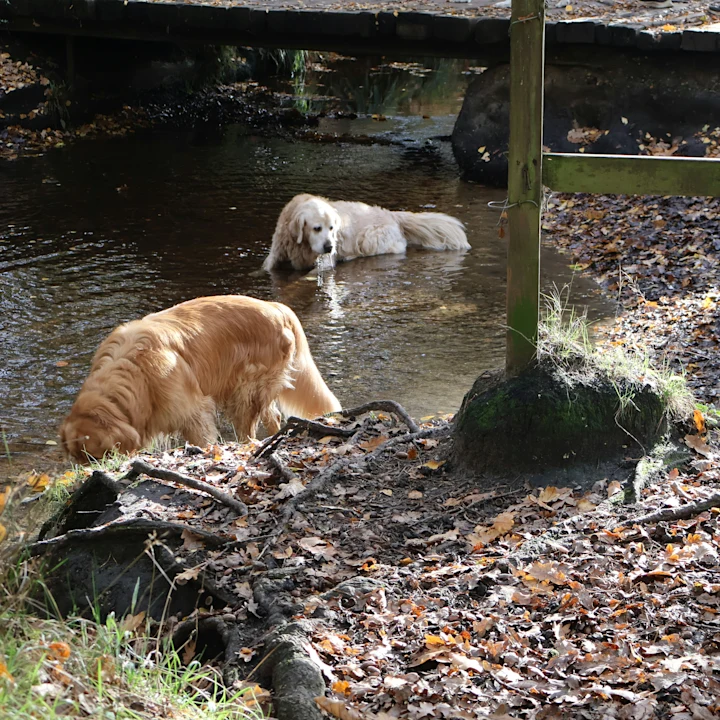 How to Handle Dog Giardia with Veterinary Help | Petfolk