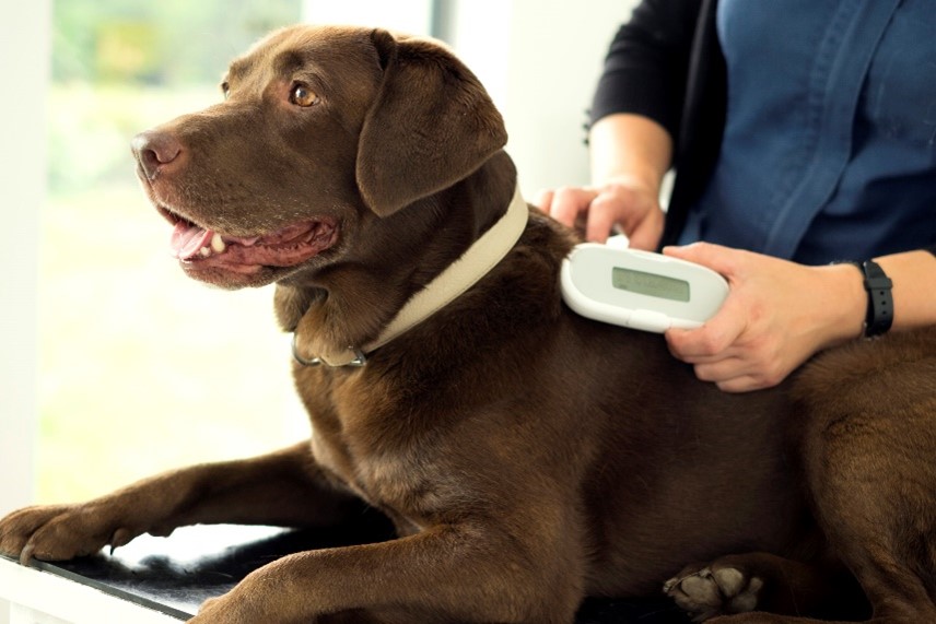 Tracker microchip for clearance dogs