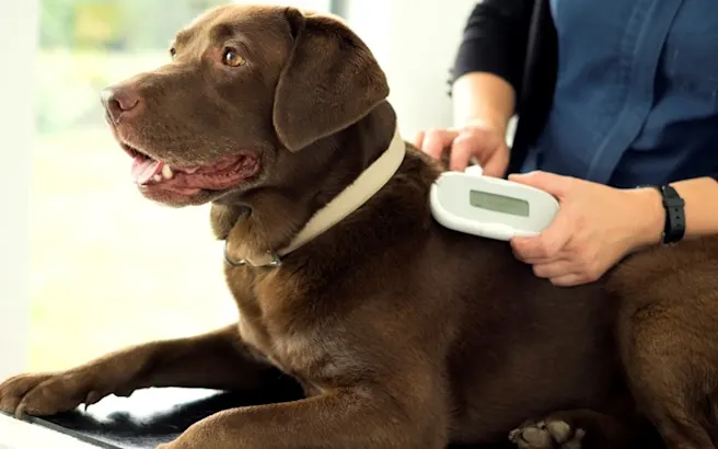 Understanding Microchip Technology for Pet Tracking