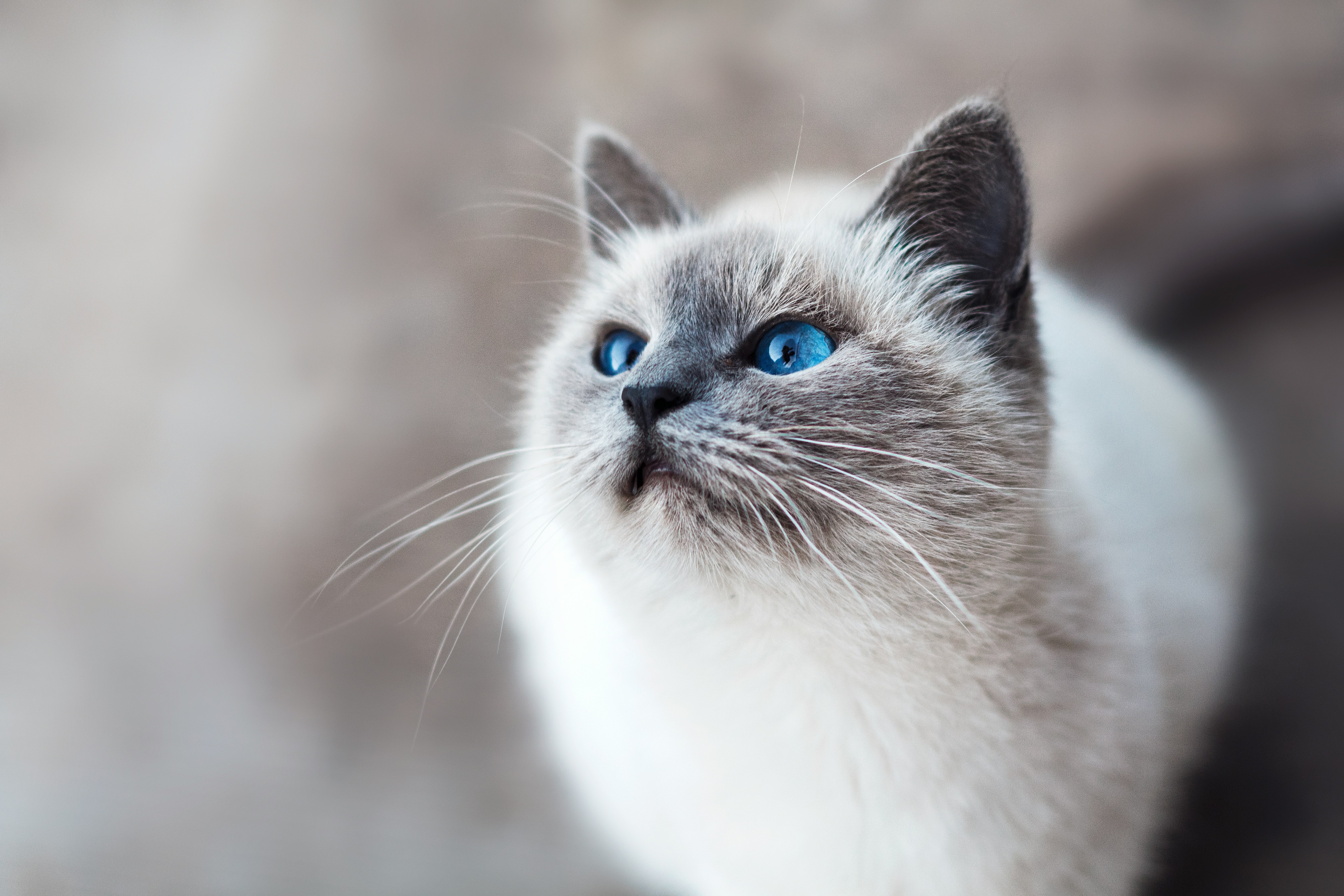 Cat UTI Treatment: Symptoms, Care & Recovery
