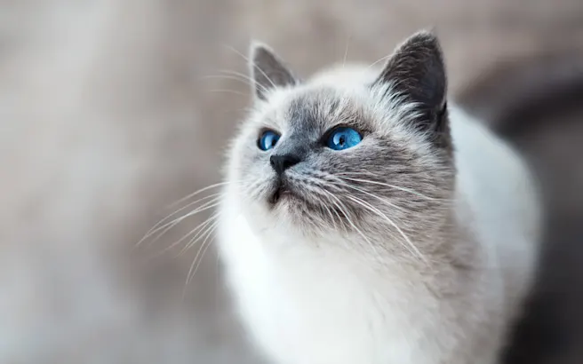 Cat UTI Treatment: Symptoms, Care & Recovery