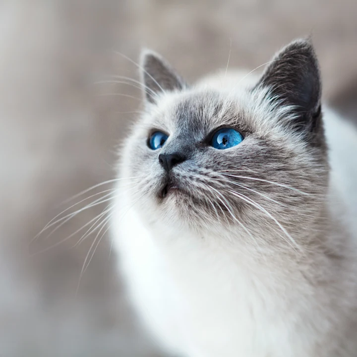 Cat UTI Treatment: Symptoms, Care & Recovery