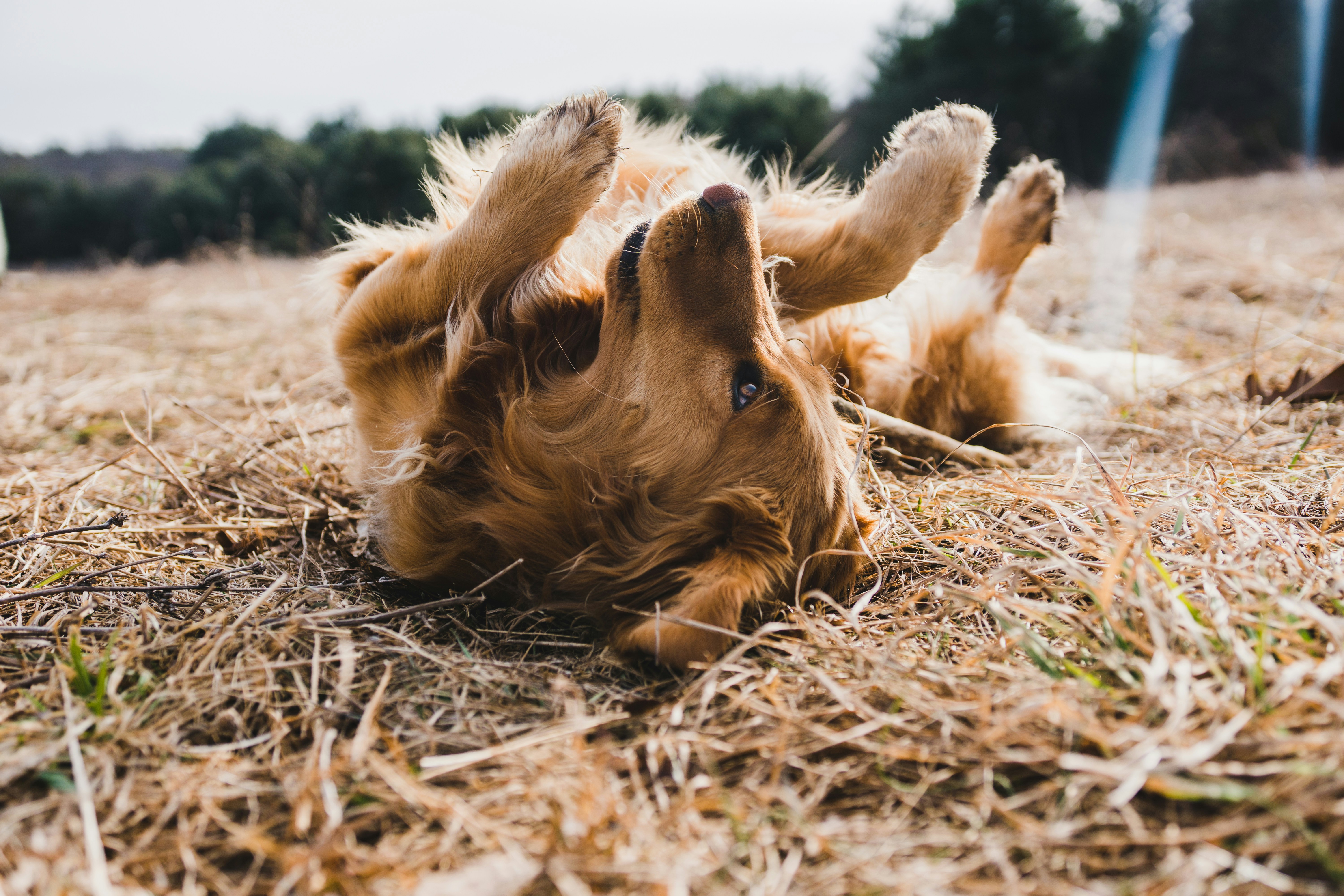 Best Itch Relief for Dogs You Can Try