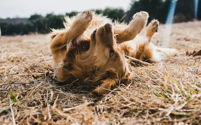 Best Itch Relief for Dogs You Can Try