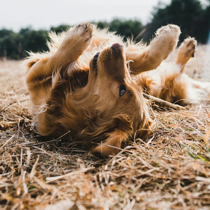 Best Itch Relief for Dogs You Can Try