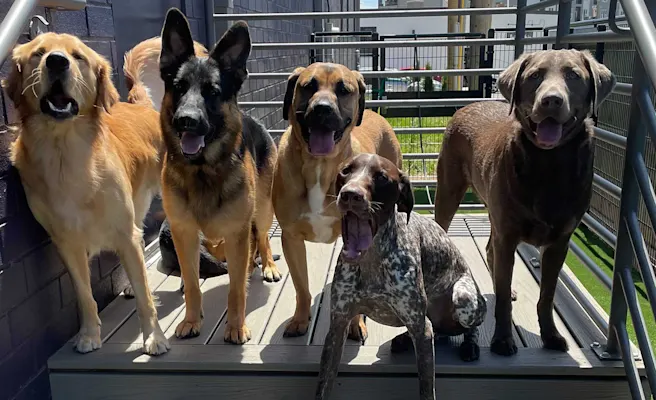 Everything You Need to Know About Boarding Your Pup