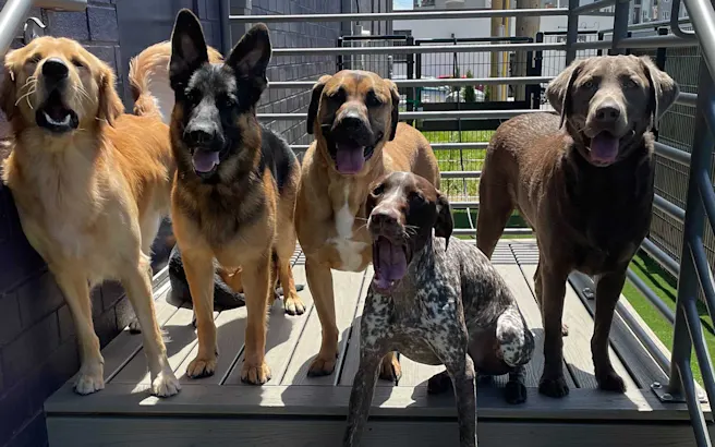 Everything You Need to Know About Boarding Your Pup