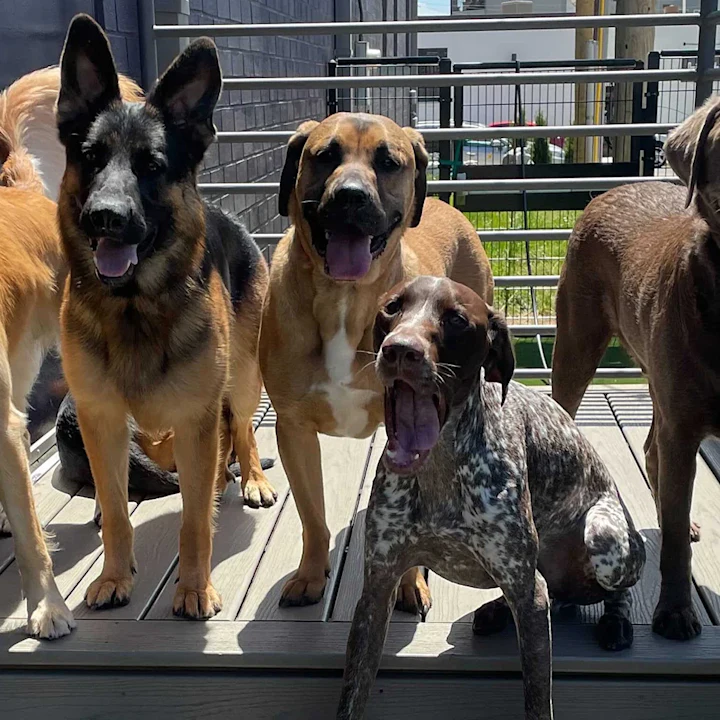 Everything You Need to Know About Boarding Your Pup