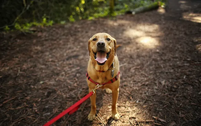 5 Best Dog-Friendly Hiking Trails in Huntersville