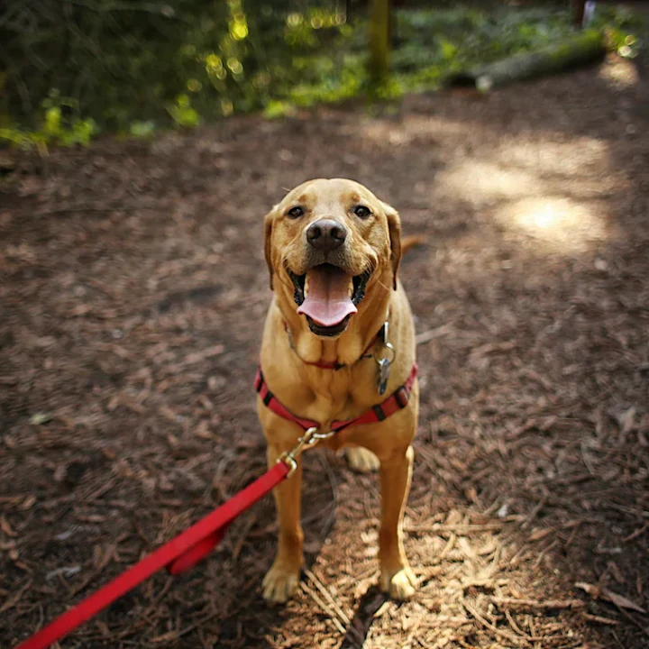 5 Best Dog-Friendly Hiking Trails in Huntersville