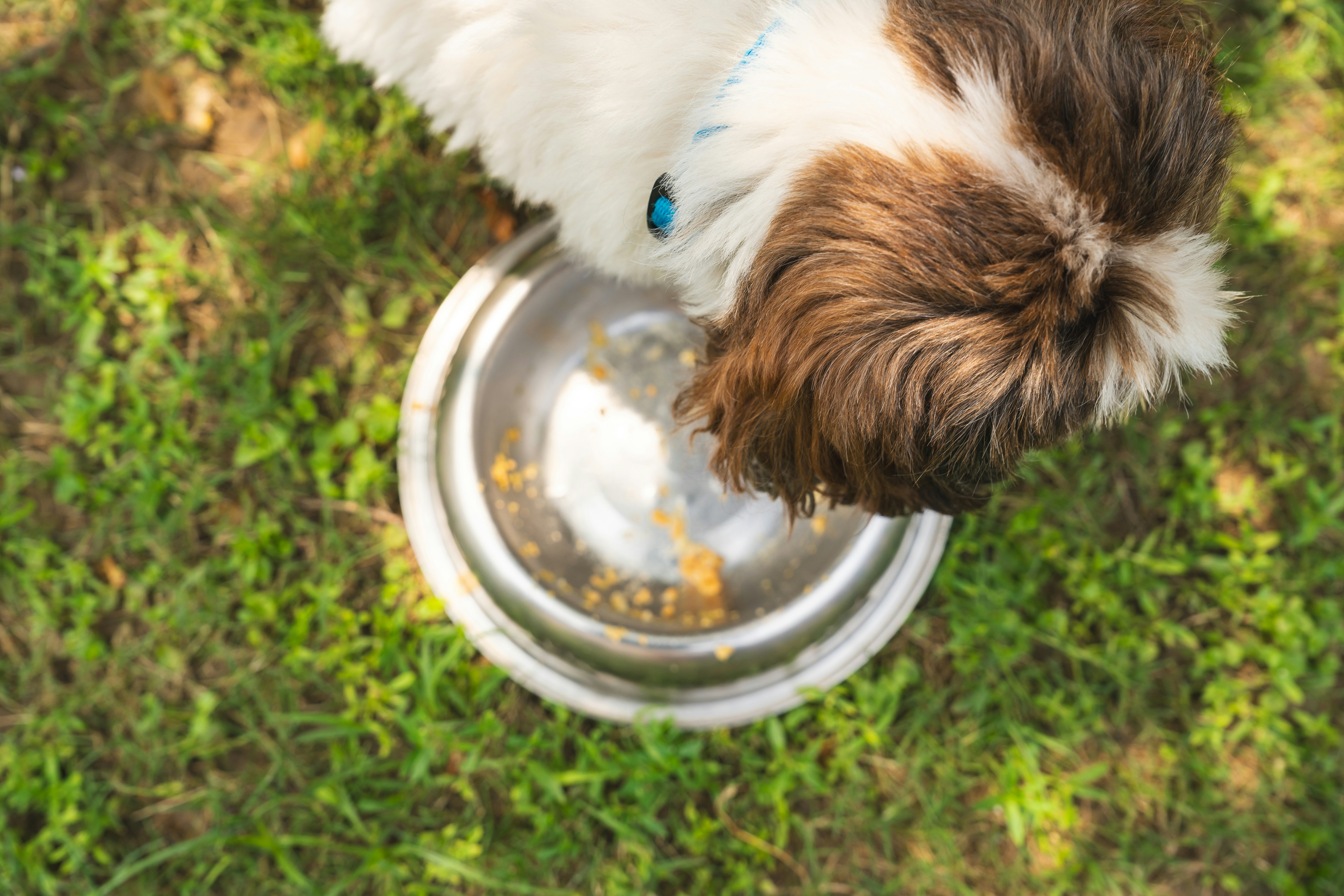  Dog Not Eating? Here's What to Do | Petfolk