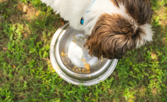 Dog Not Eating? Here's What to Do | Petfolk