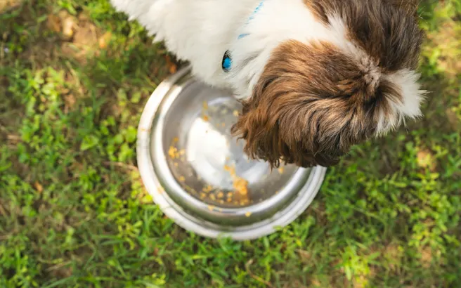 Dog Not Eating? Here's What to Do | Petfolk