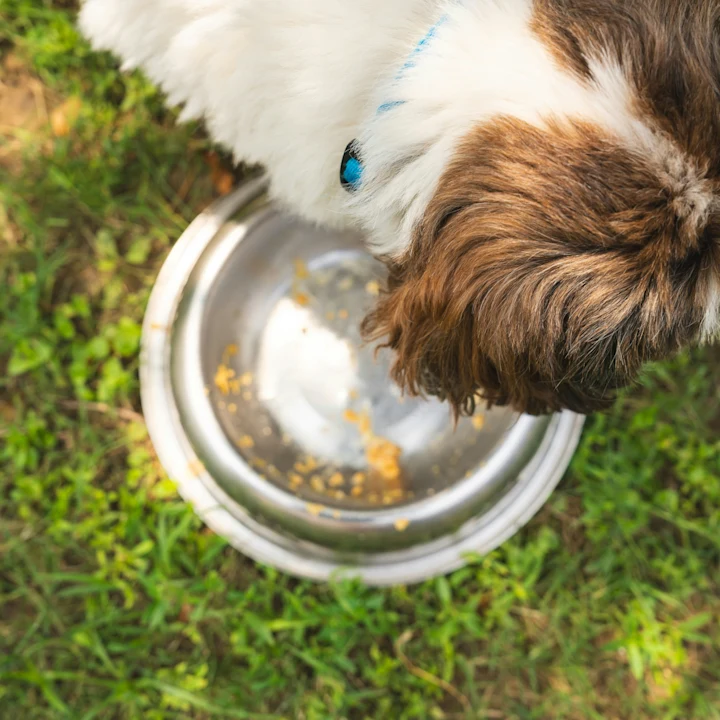 Dog Not Eating? Here's What to Do | Petfolk