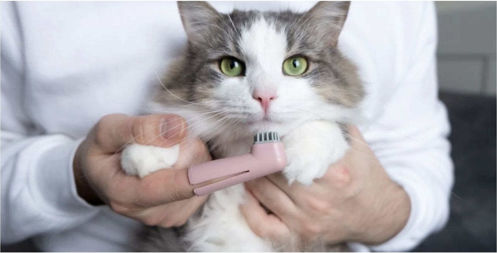 Cat Teeth Cleaning Tips for Healthy Smiles
