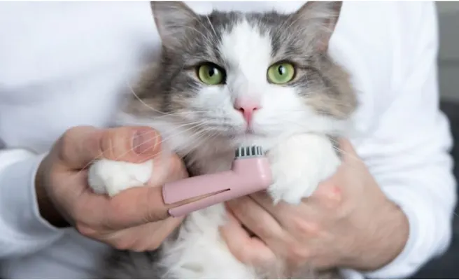 Cat Teeth Cleaning Tips for Healthy Smiles