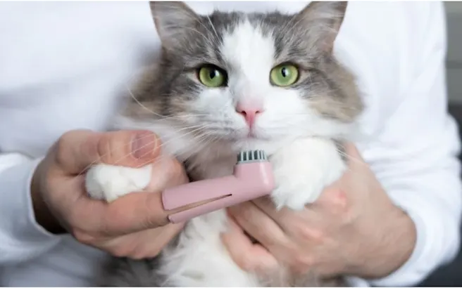Cat Teeth Cleaning Tips for Healthy Smiles