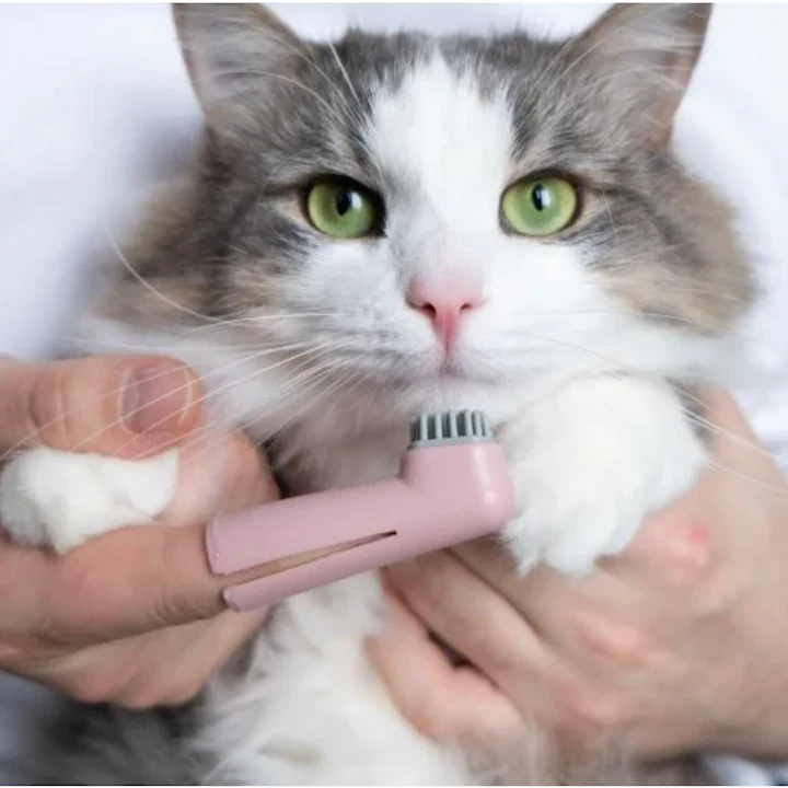 Cat Teeth Cleaning Tips for Healthy Smiles