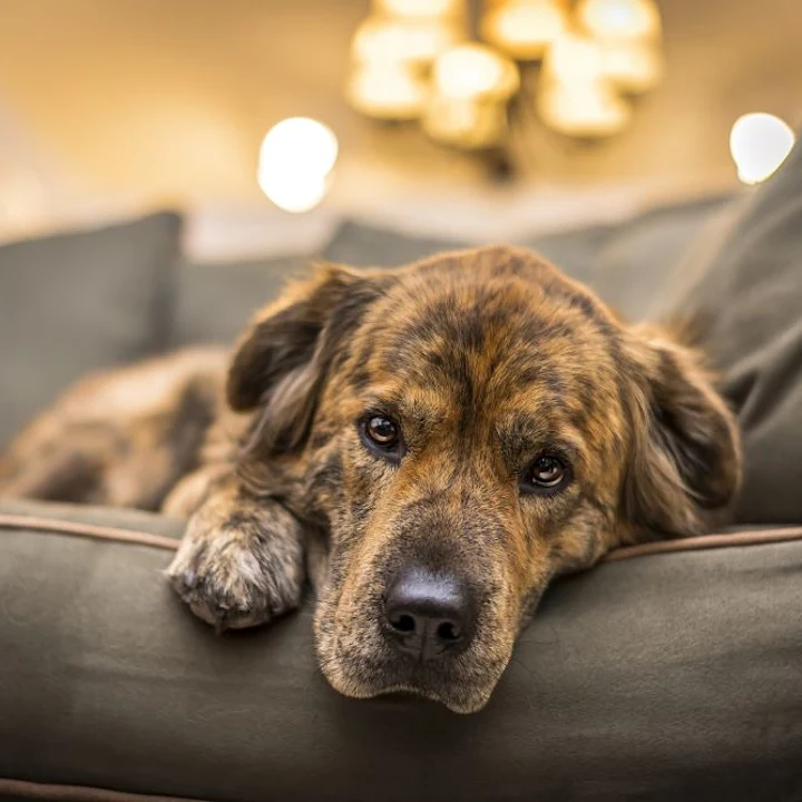 How To Tell if Your Pet Is Suffering From Poisoning