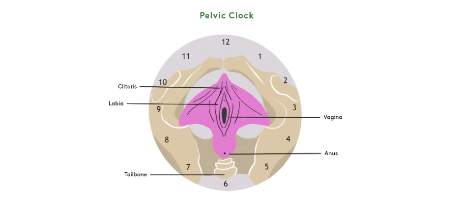 Pelvic Floor Massage Benefits and Techniques