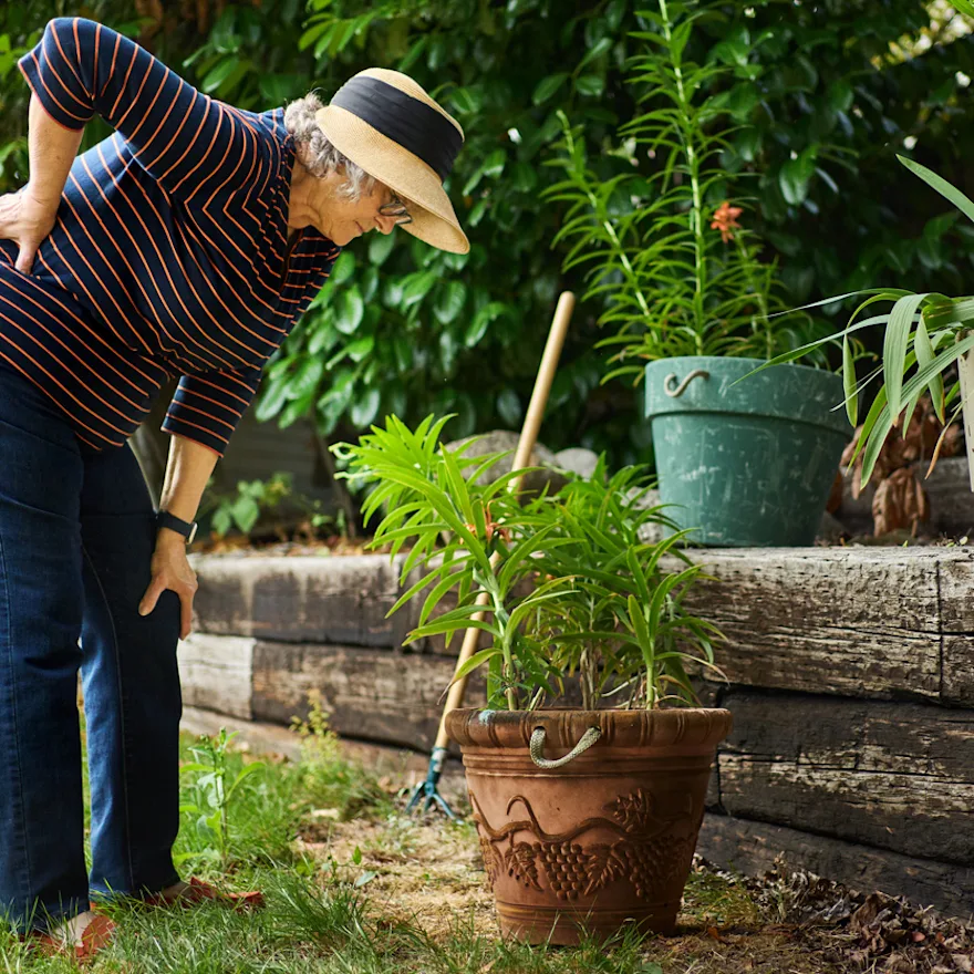 Gardener in striped shirt and straw hat bending over due to vertebrogenic low back pain.