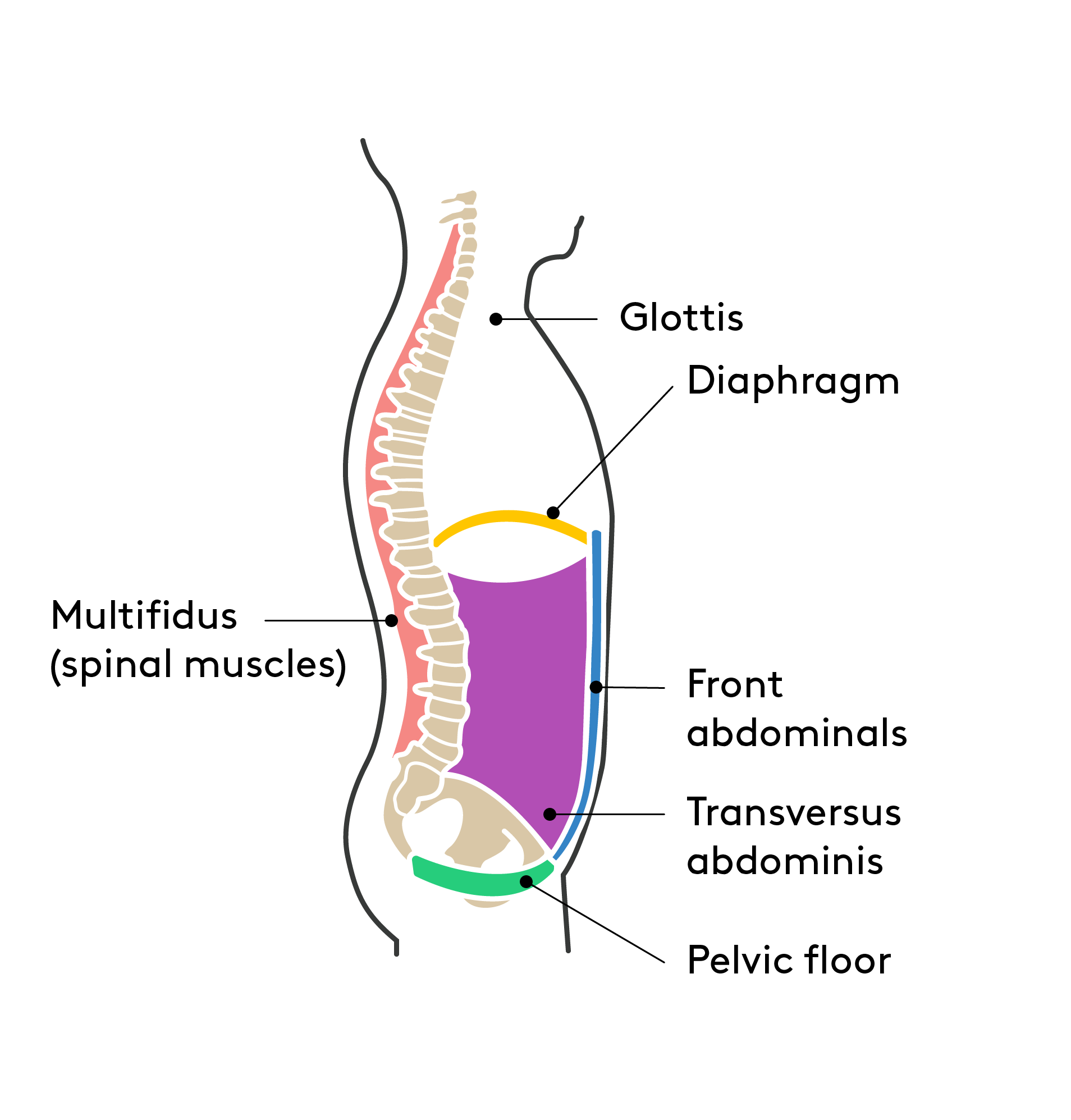 Perineum strengthening sale