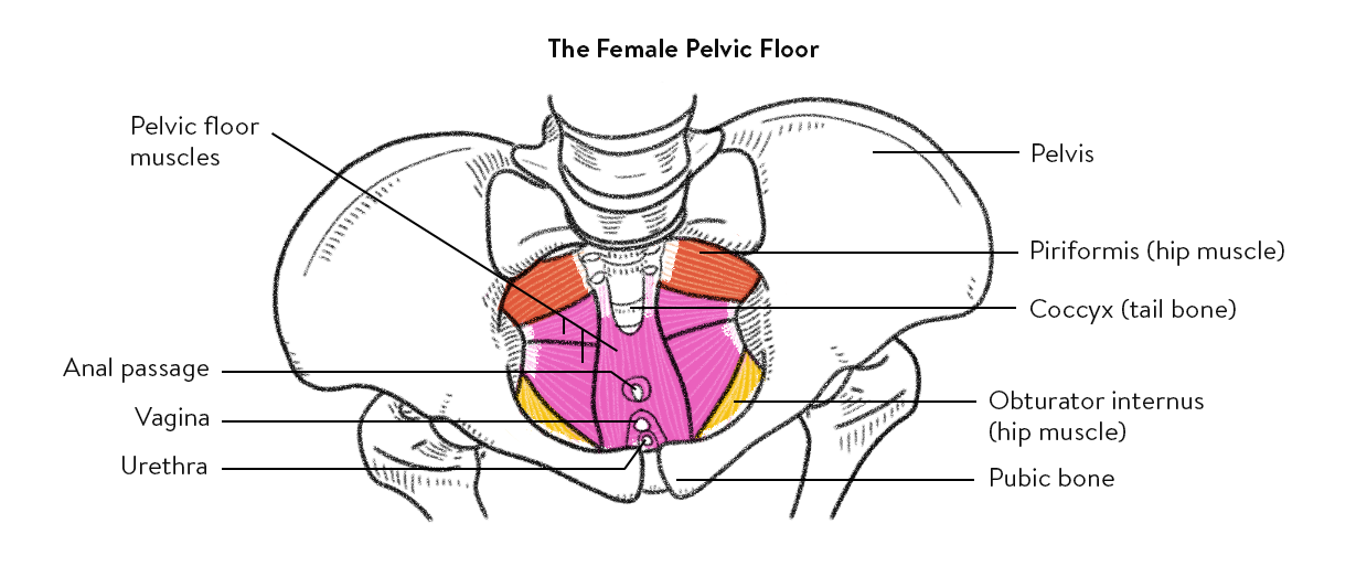 Meet Your Pelvic Floor Muscles