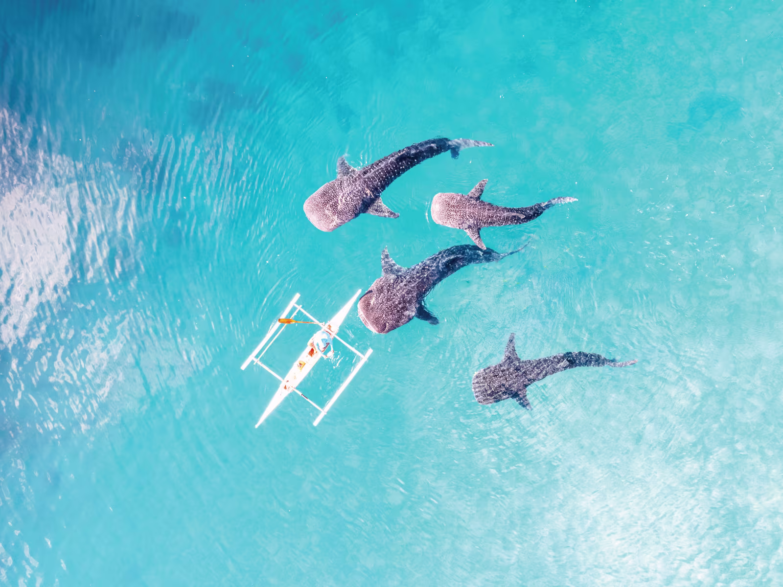 【セブ島旅行の決定版】 ジンベイザメ&スミロン島&カワサン滝ツアー（ランチ付き・無料送迎＆自由下車OK）