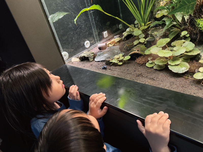 セブ島水族館の容姿2