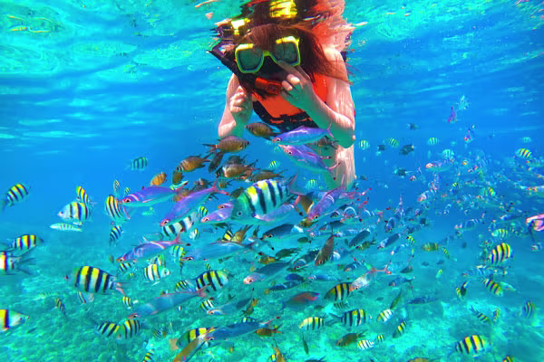 海洋保護区シュノーケリング【CSP限定】