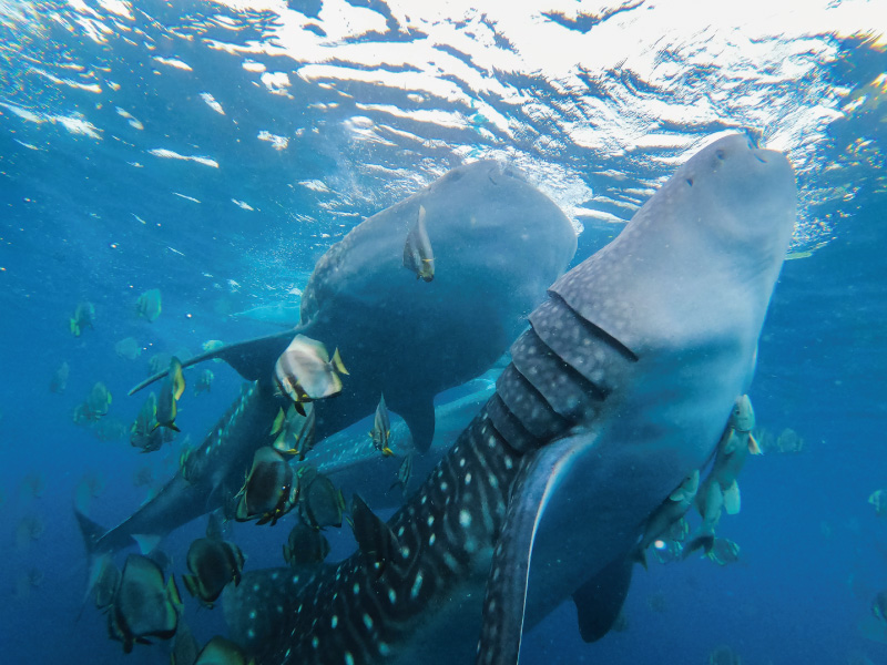 スミロンツアー TOP 7