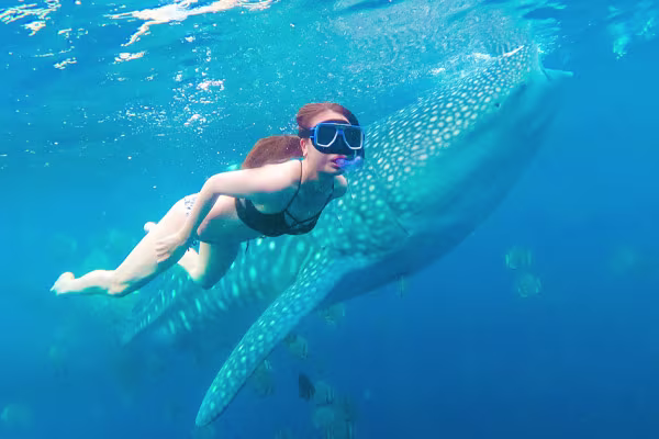 ジンベイザメウォッチング